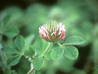 roseclover.jpg